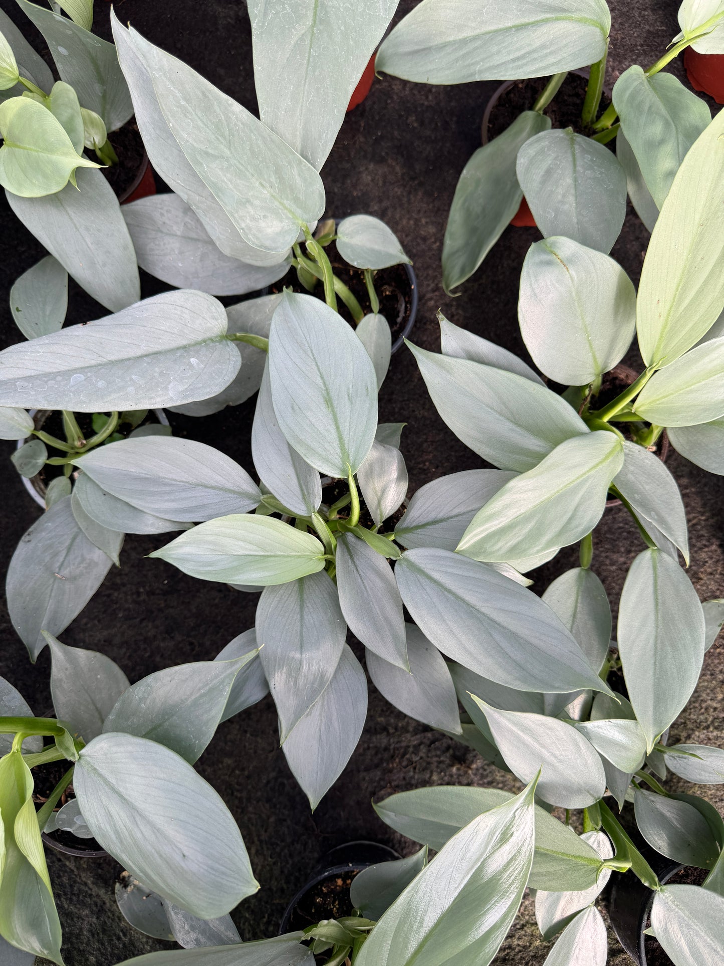 Philodendron hastatum "Silver Sword" (4" Pot)