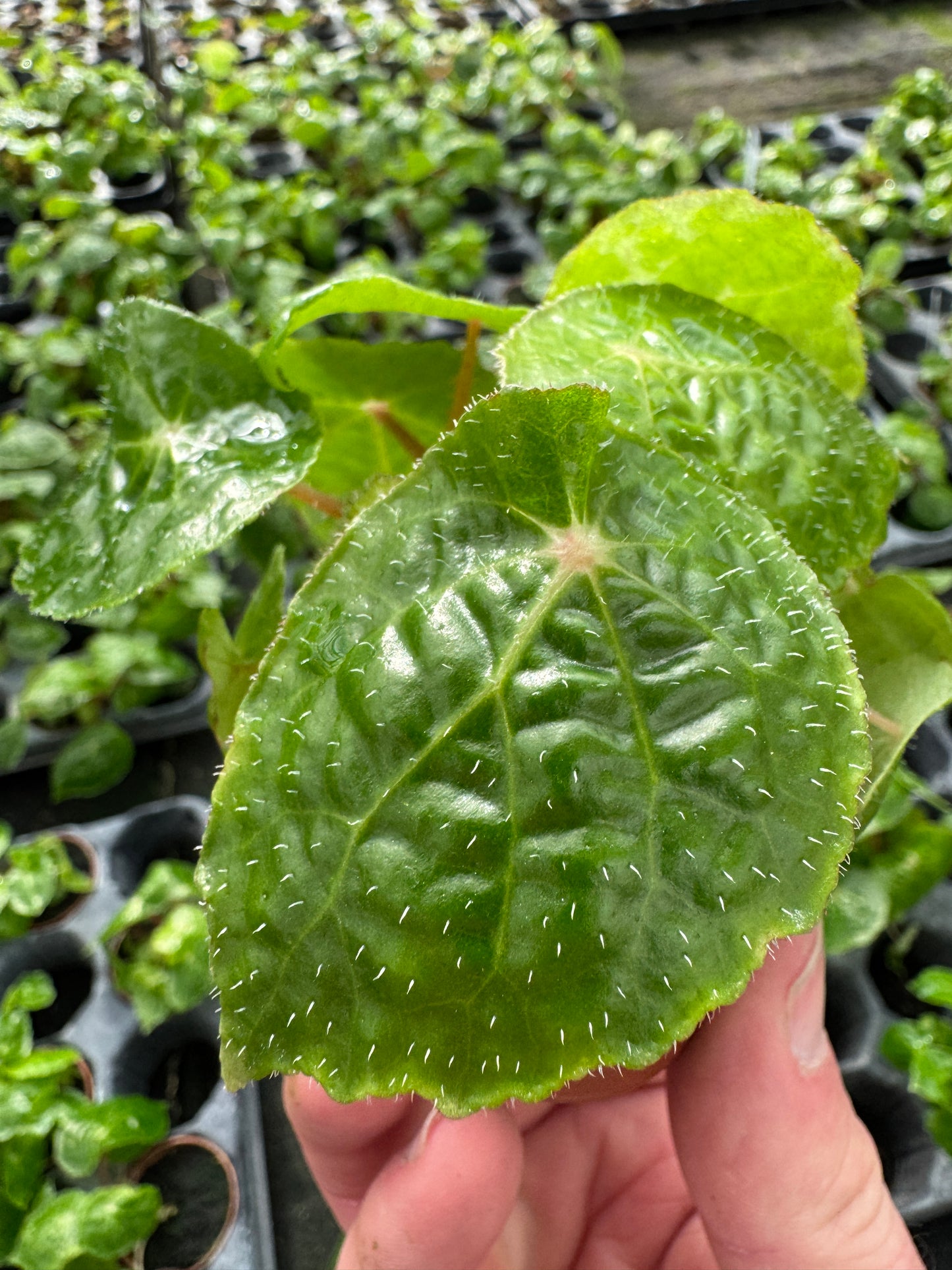 Begonia paulensis