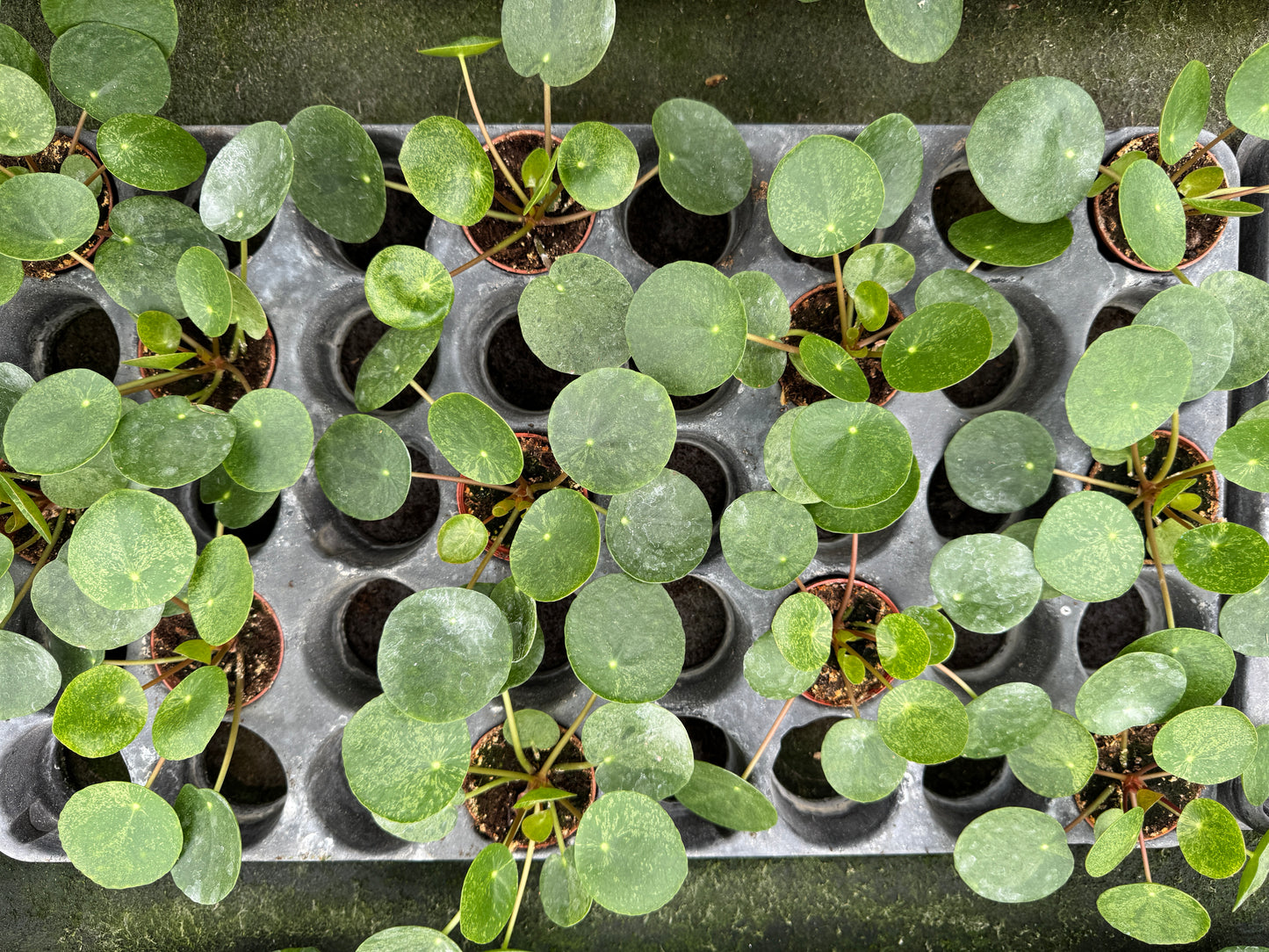 Variegated Pilea peperomioides 'Mojito' (2" Pot/Starter Plant)