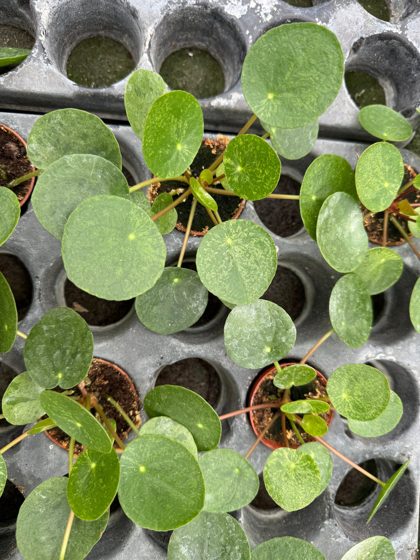 variegated pilea mojito
