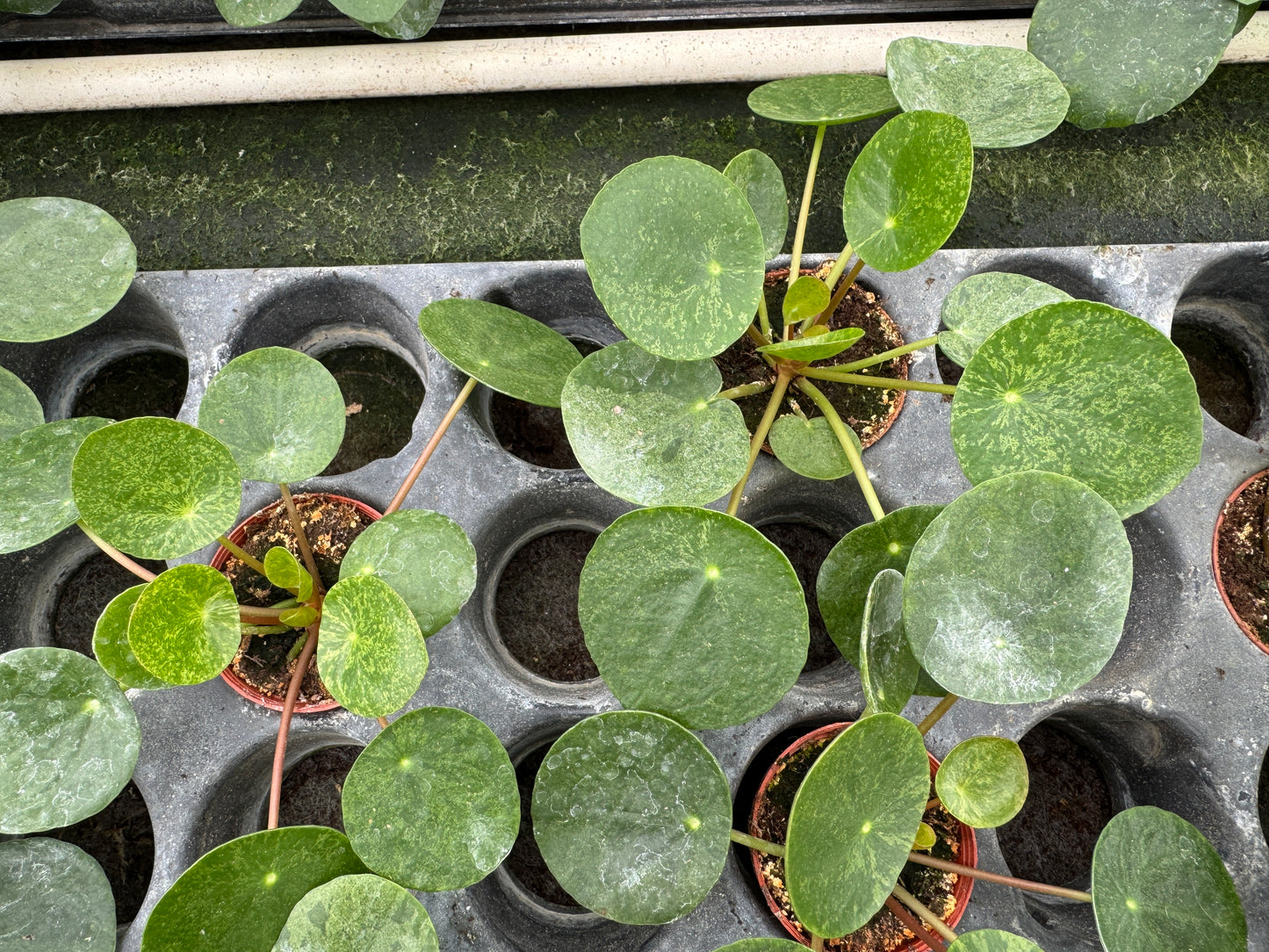 Variegated Pilea peperomioides 'Mojito' (2" Pot/Starter Plant)