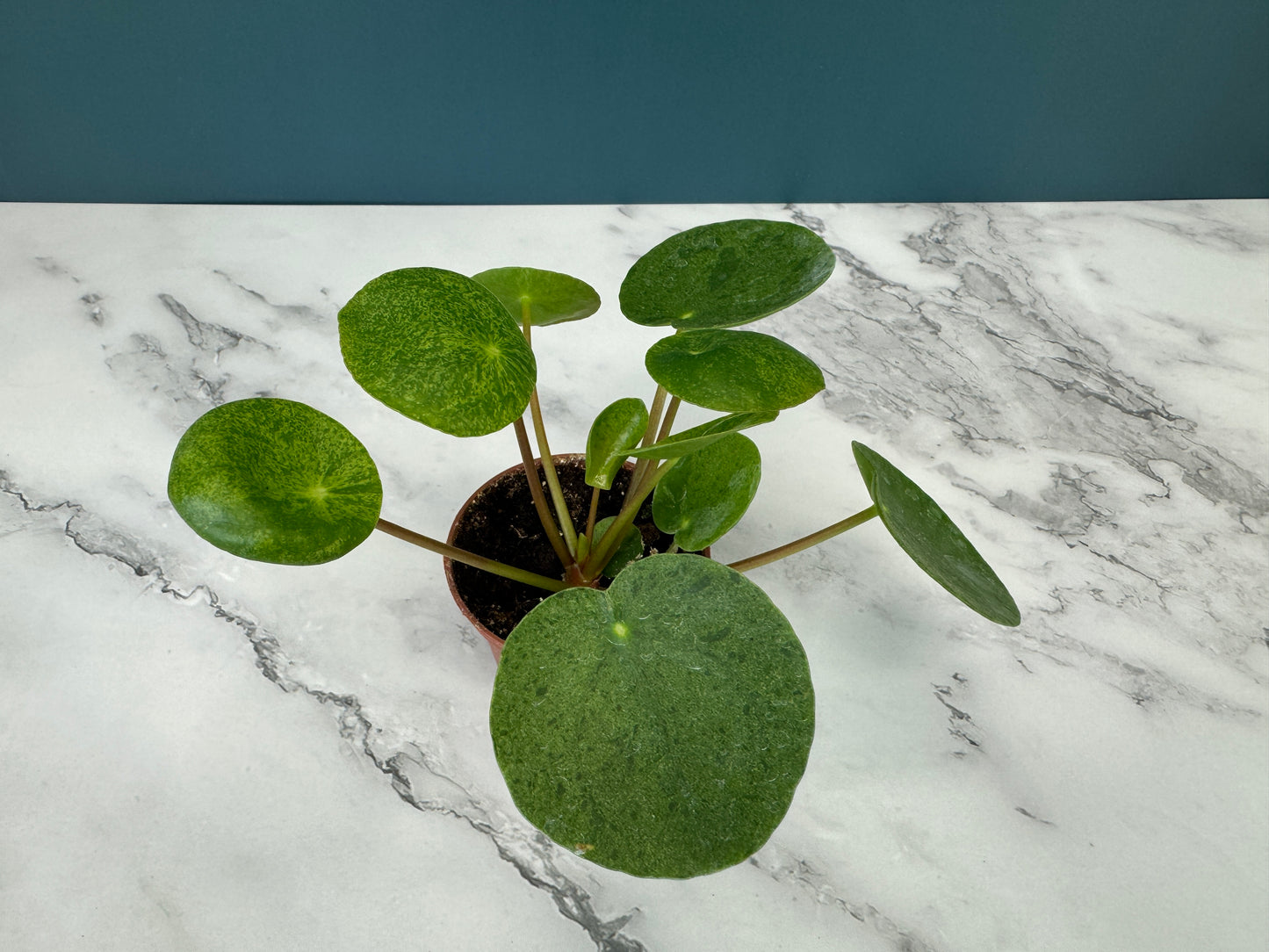 variegated pilea mojito