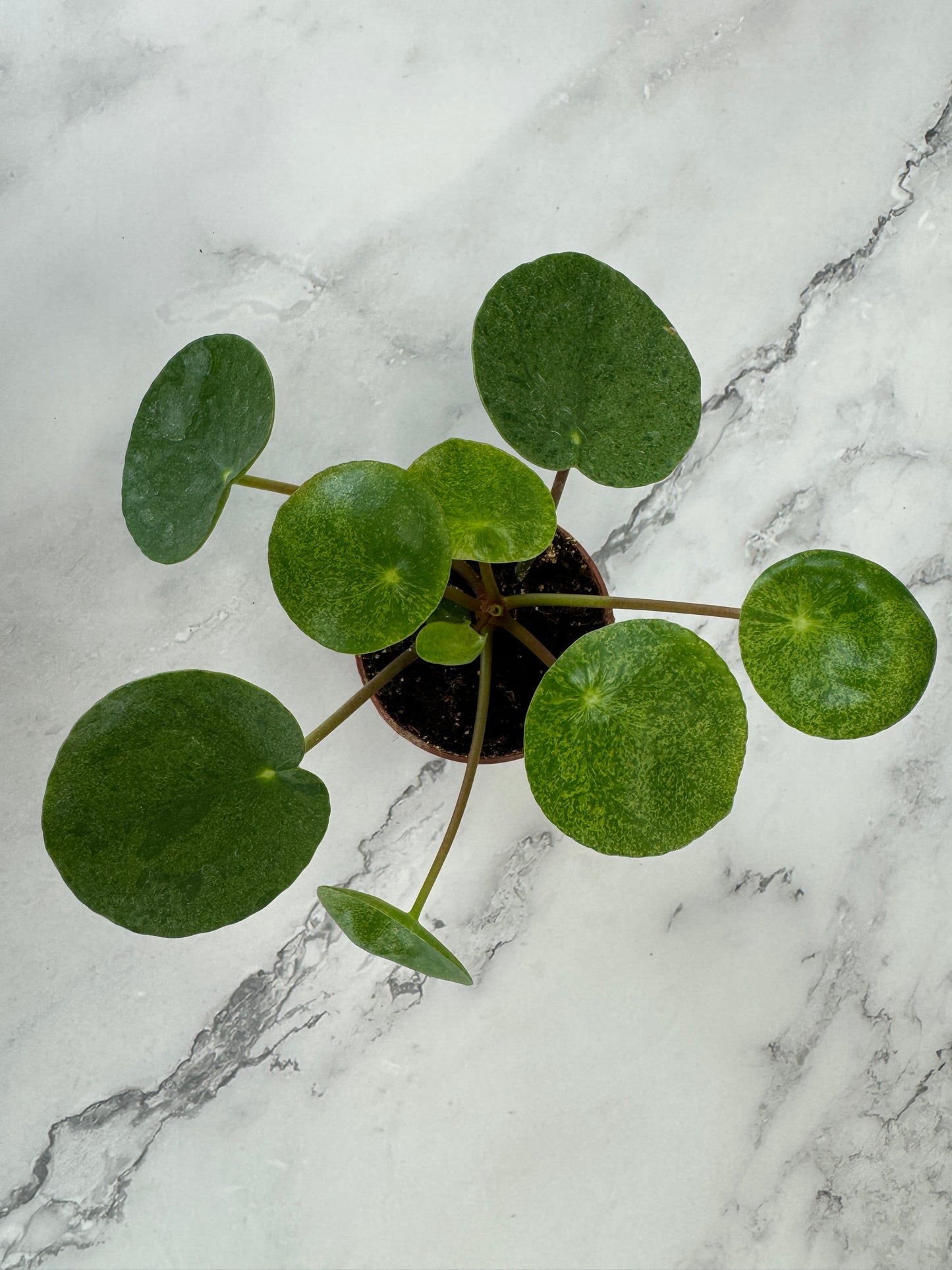 variegated pilea mojito
