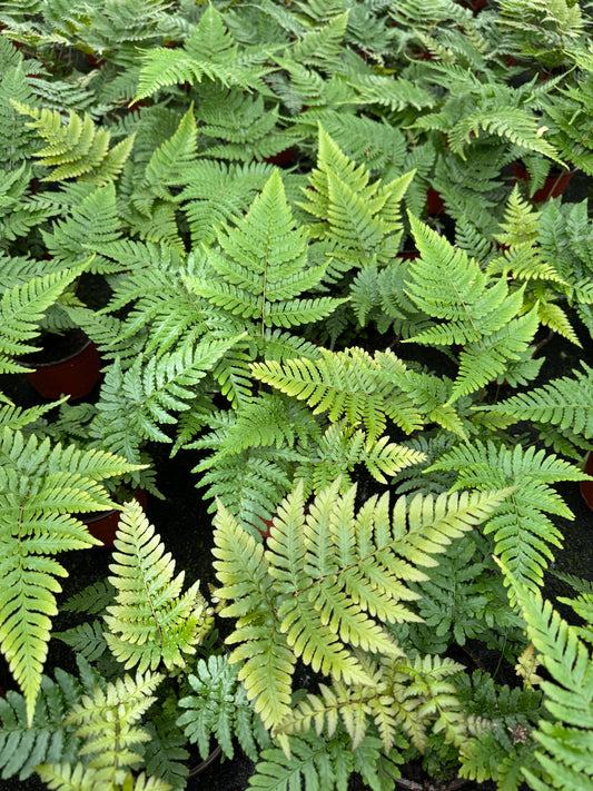 Wholesale Autumn Fern (4" Pots) (20 Plants)