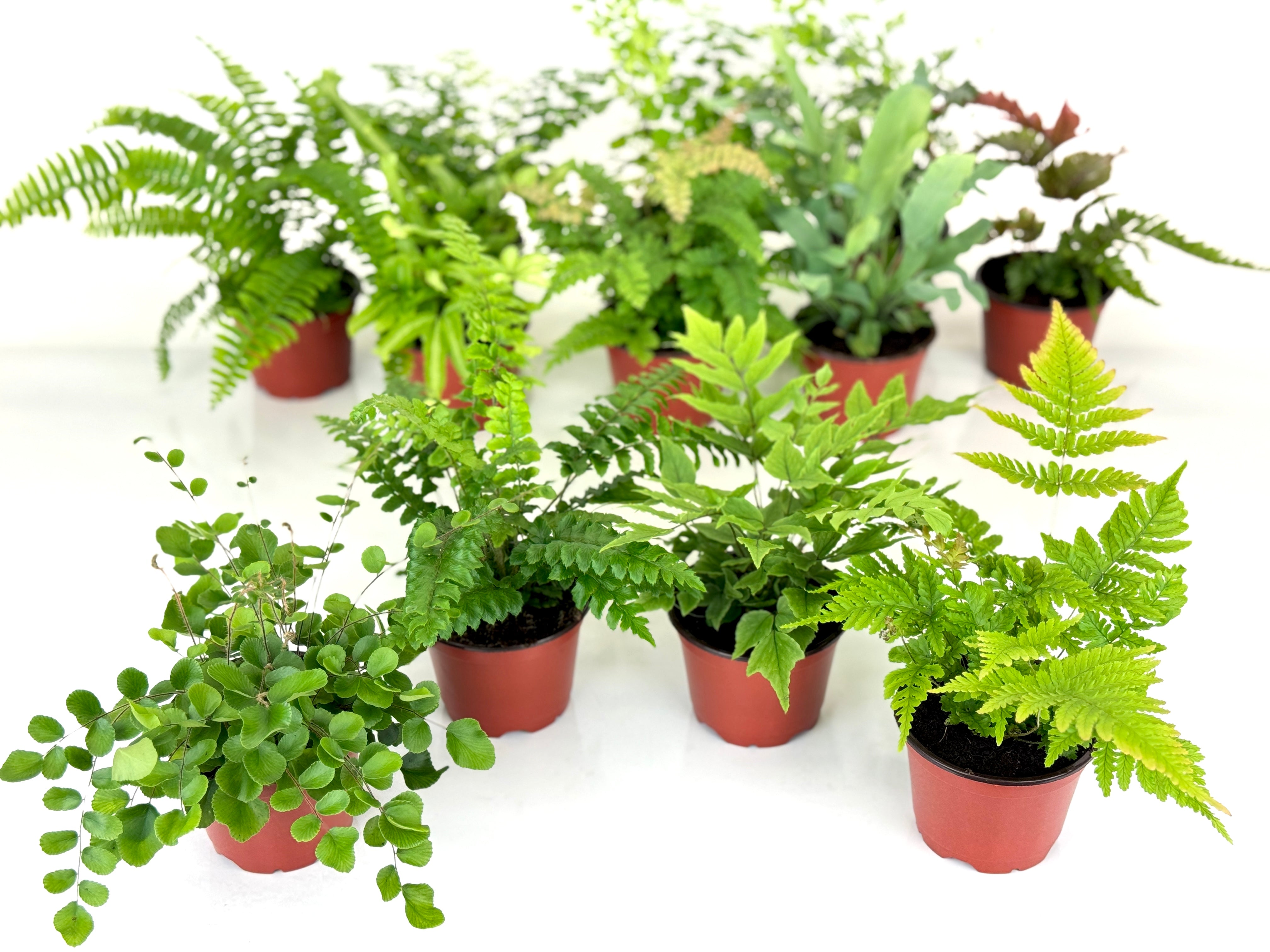 ferns plants indoor Optiflora Fern Variety Pack (4 Plants) (4" Pots)