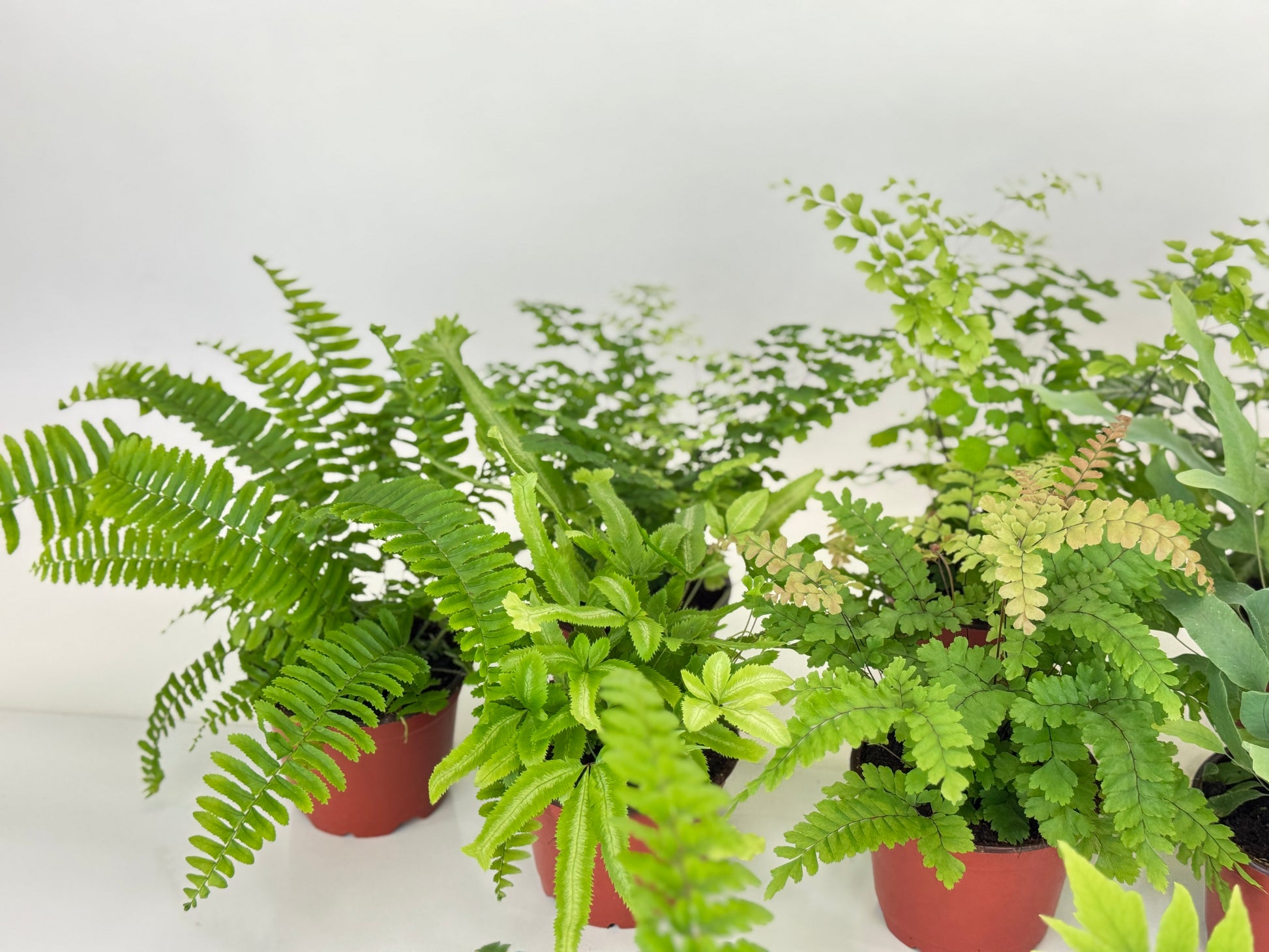 fern variety pack