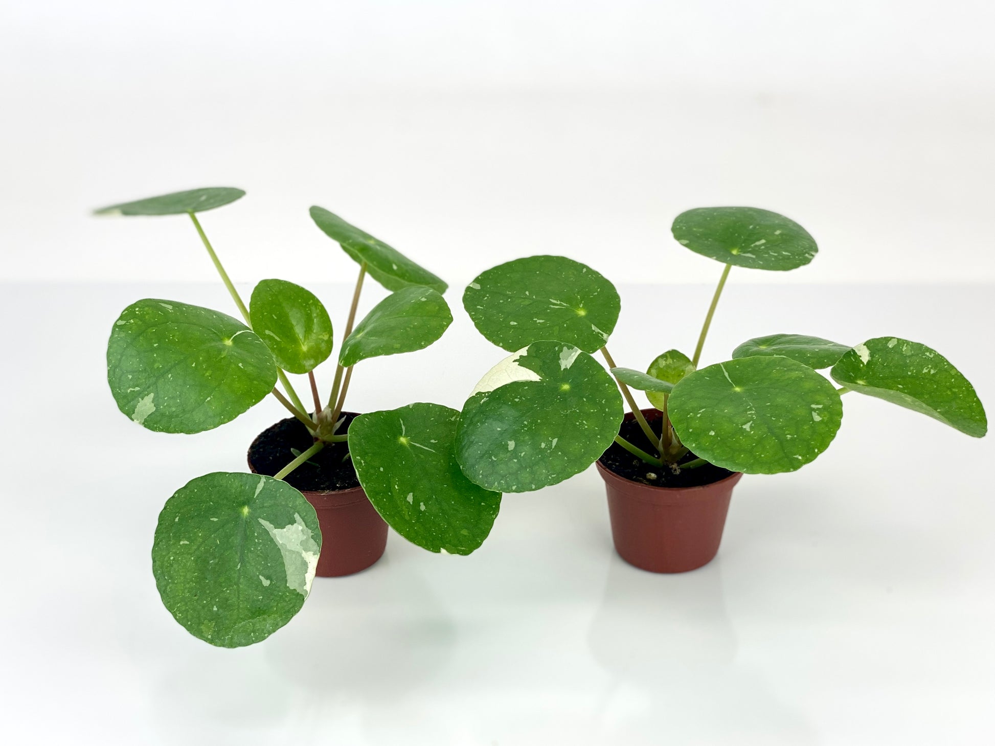 variegated pilea plants