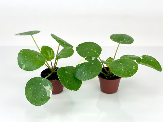 2 Plants - Variegated Pilea peperomioides 'White Splash' (2" Pots/Starter Plants)