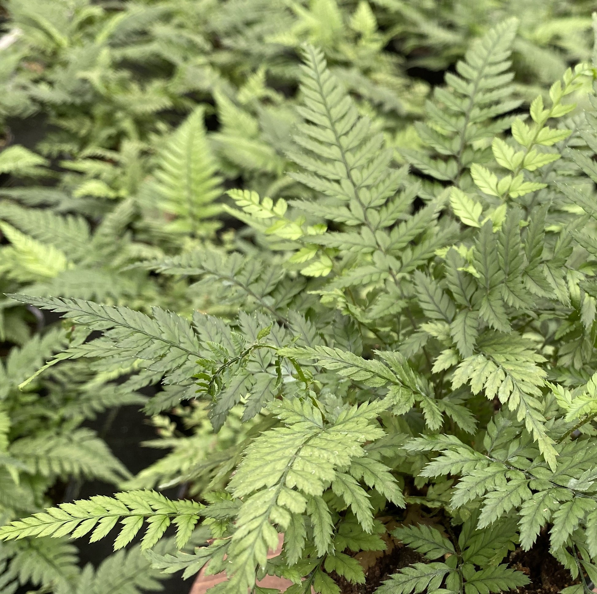Korean Rock Fern