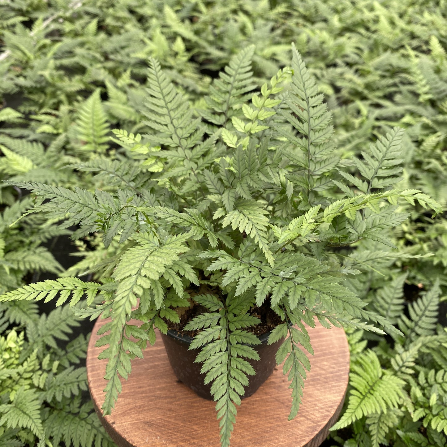 Korean Rock Fern Polystichum tsus-simense