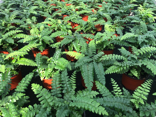 Wholesale Tassel Fern (4" Pots) (20 Plants)