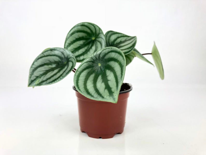 Watermelon Peperomia (Peperomia argyreia) 4" Pot
