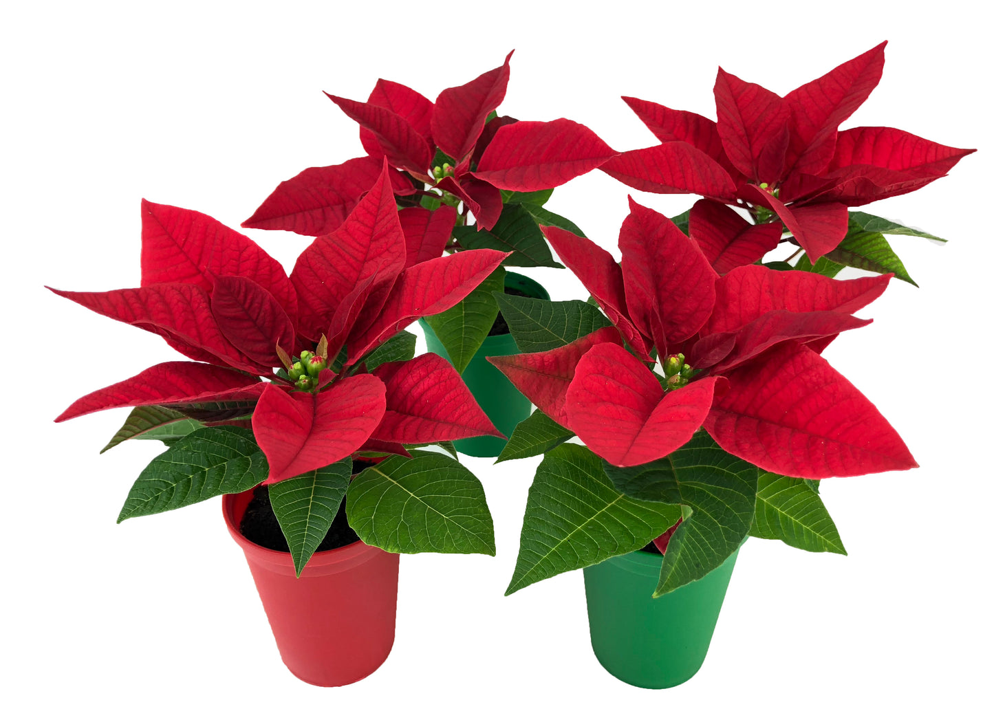 2" Mini Poinsettia Gift Set (4 Plants) with Red/Green EcoPlastic Pots