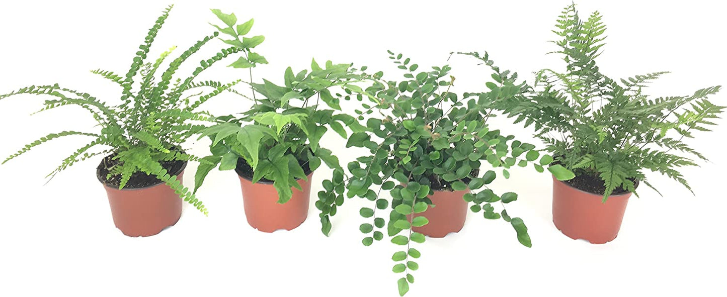 Fern Variety Pack (4 Plants) (4" Pots)