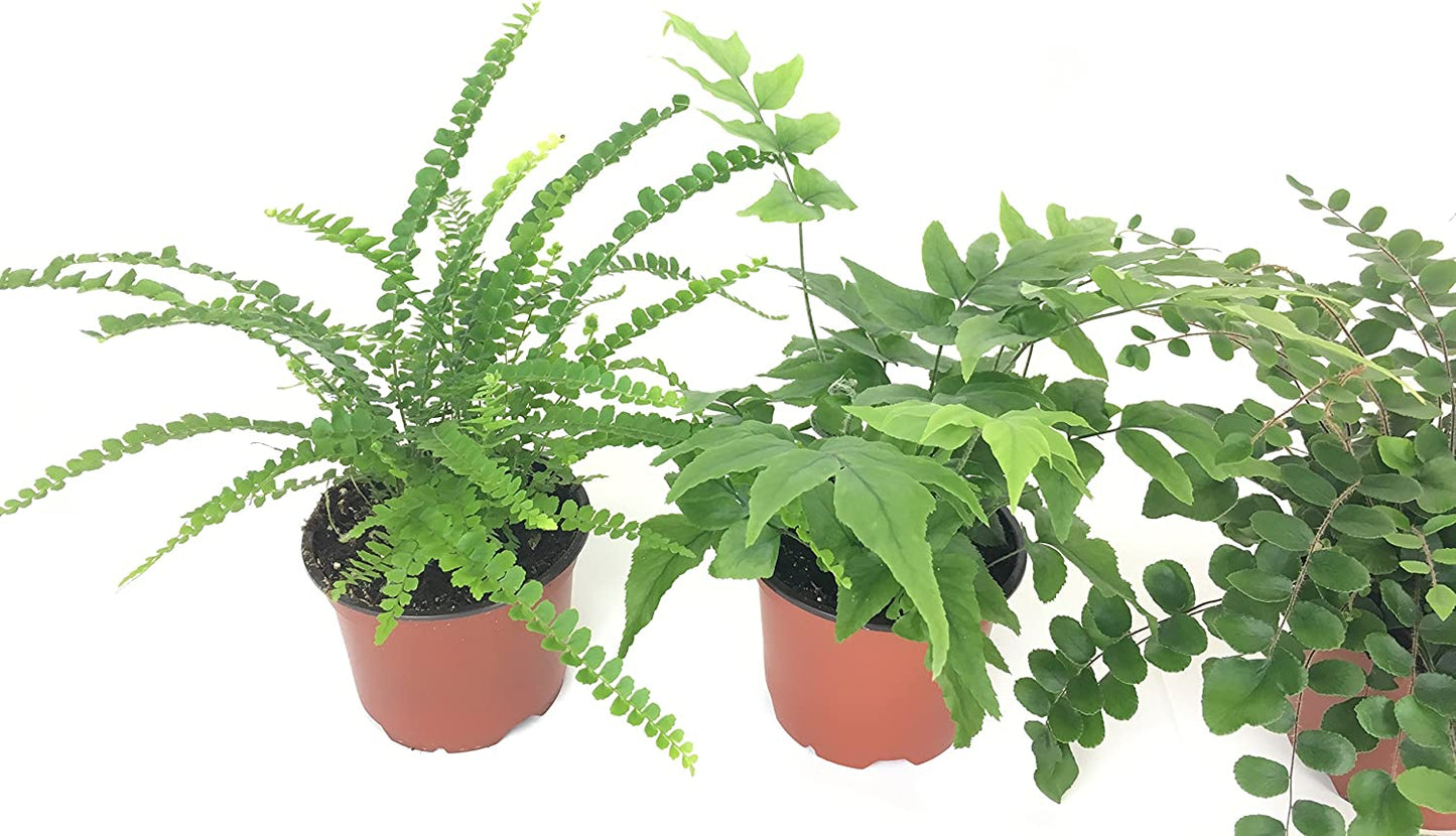 Fern Variety Pack (4 Plants) (4" Pots)