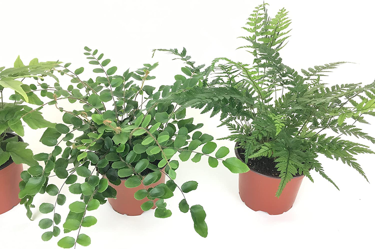 Fern Variety Pack (4 Plants) (4" Pots)