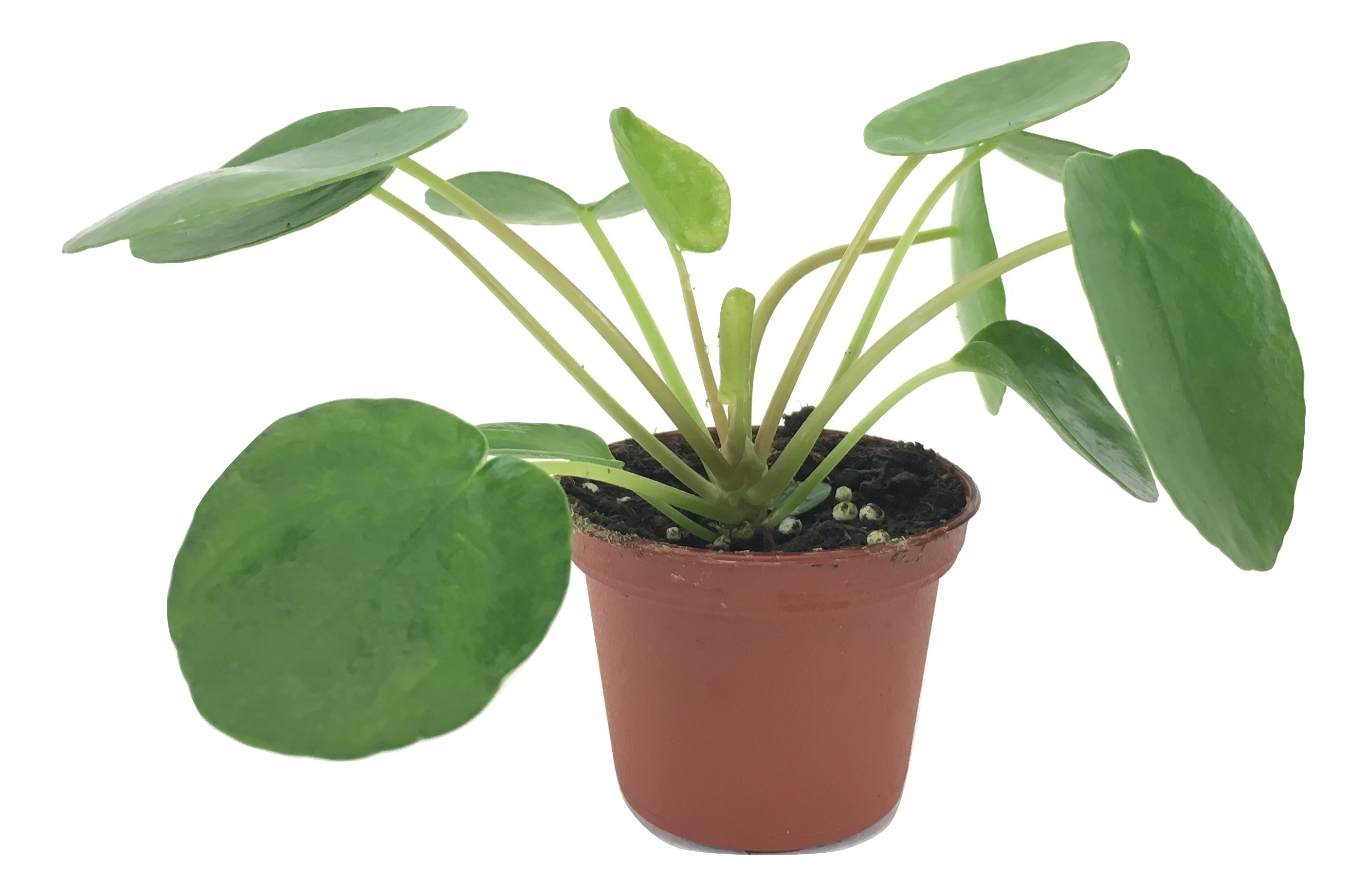 pot size for chinese money plant Pilea peperomioides (2" Pot) (Chinese money plant / Pancake plant / UF