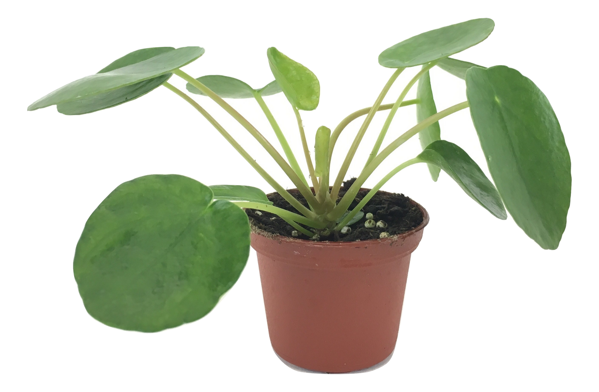 Pilea peperomioides plant in 2" pot