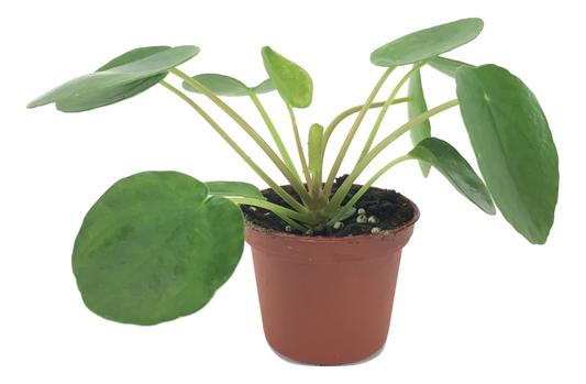Pilea peperomioides plant in 2" pot