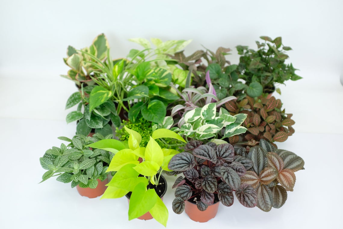 Houseplant Variety Pack (4 Plants) (4" Pots)*Easy Care *Assorted Tropical Foliage *Clean Air Plants