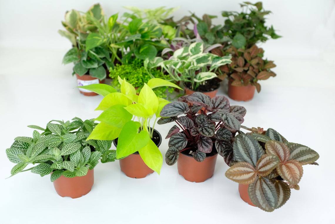 indoor tropical foliage plants Houseplant Variety Pack (4 Plants) (4" Pots)*Easy Care *Assorted Tropical Foliage *Clean Air Plants