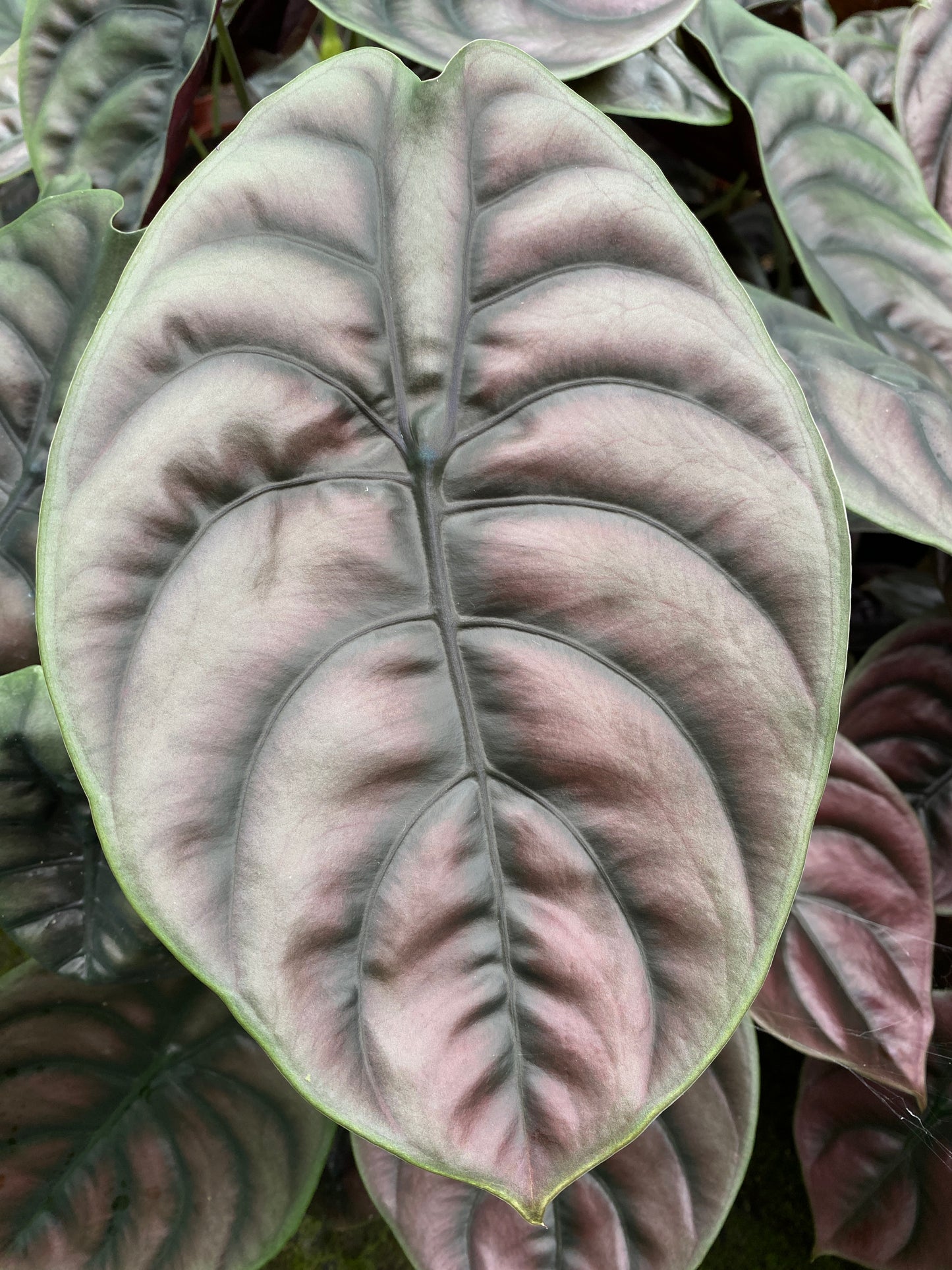 Alocasia cuprea 'Red Secret' (4" Pot)