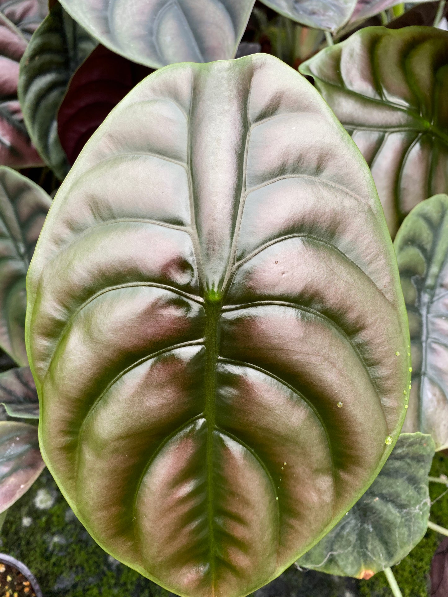 Alocasia cuprea 'Red Secret' (4" Pot)