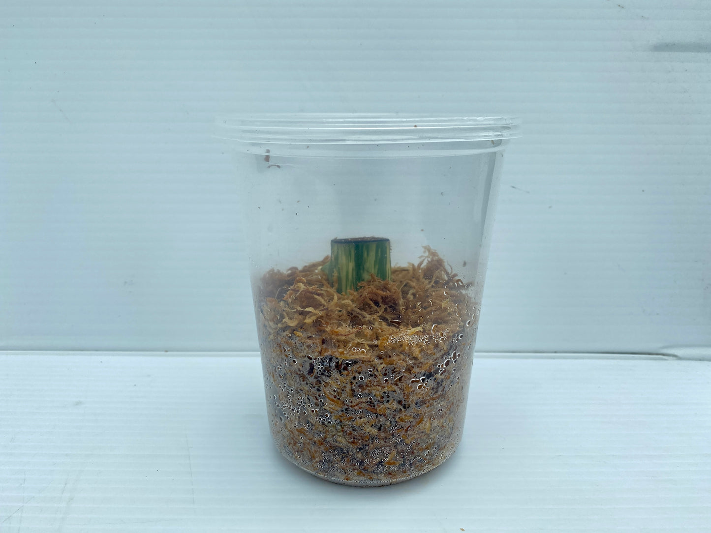 Variegated Monstera Albo Node (2 Node Cuttings) (No Variegation)
