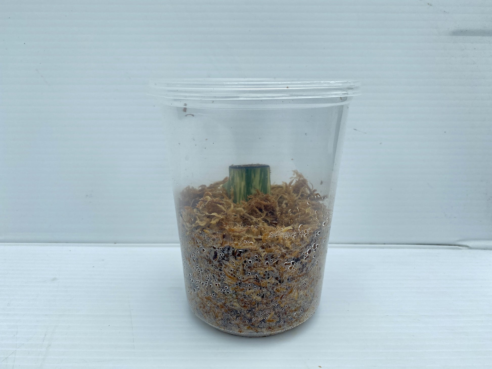 Variegated Monster Albo node Cuttings High Variegation