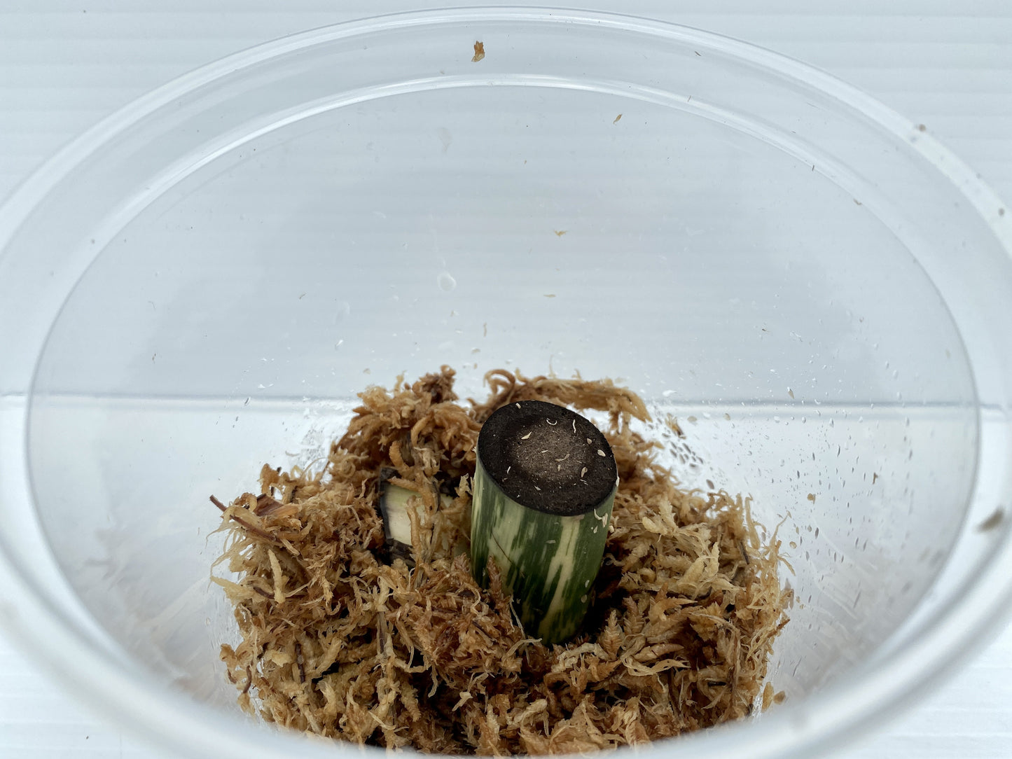 Variegated Monster Albo node Cuttings High Variegation