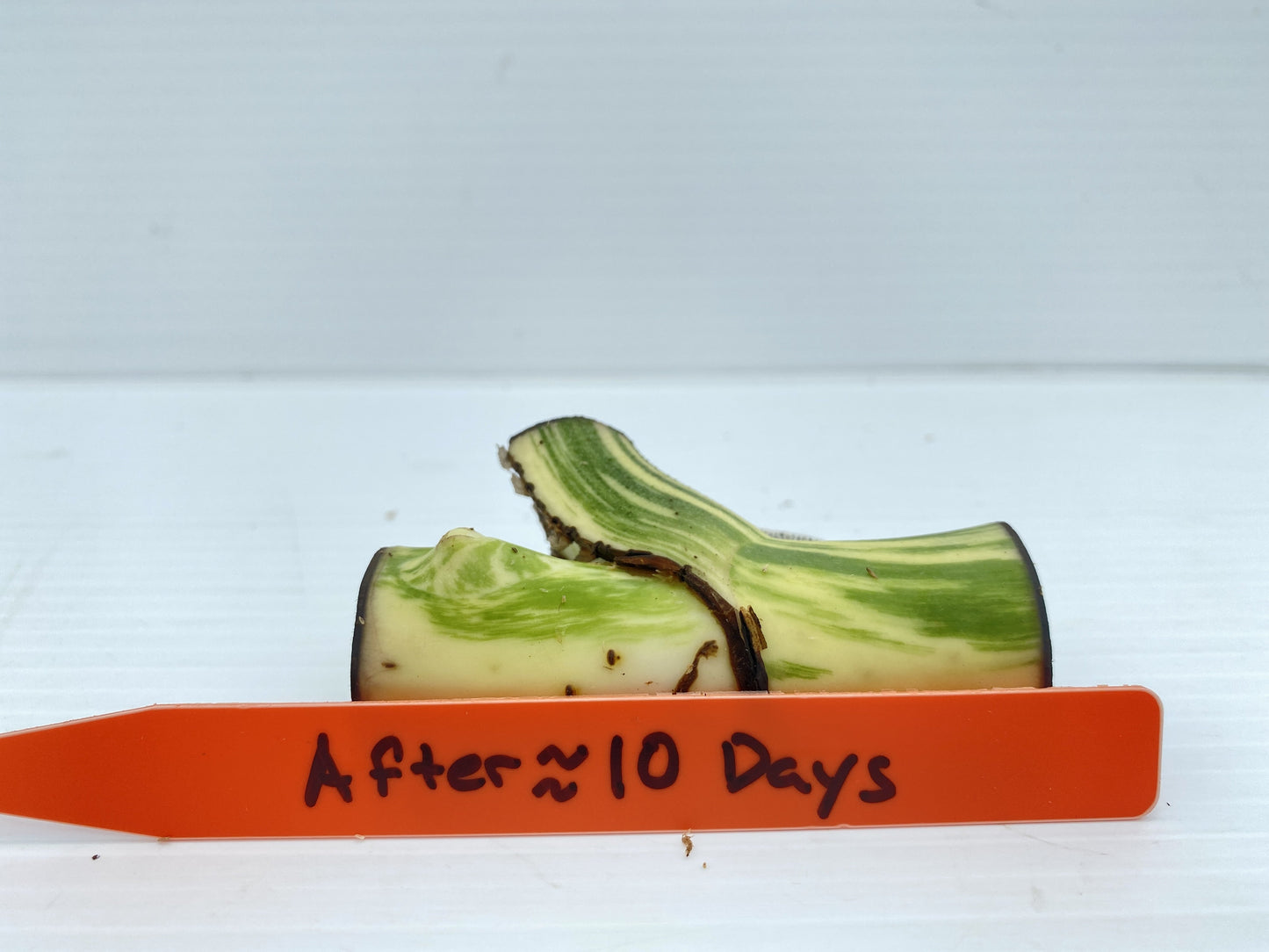 Variegated monstera node cutting growth after 10 days