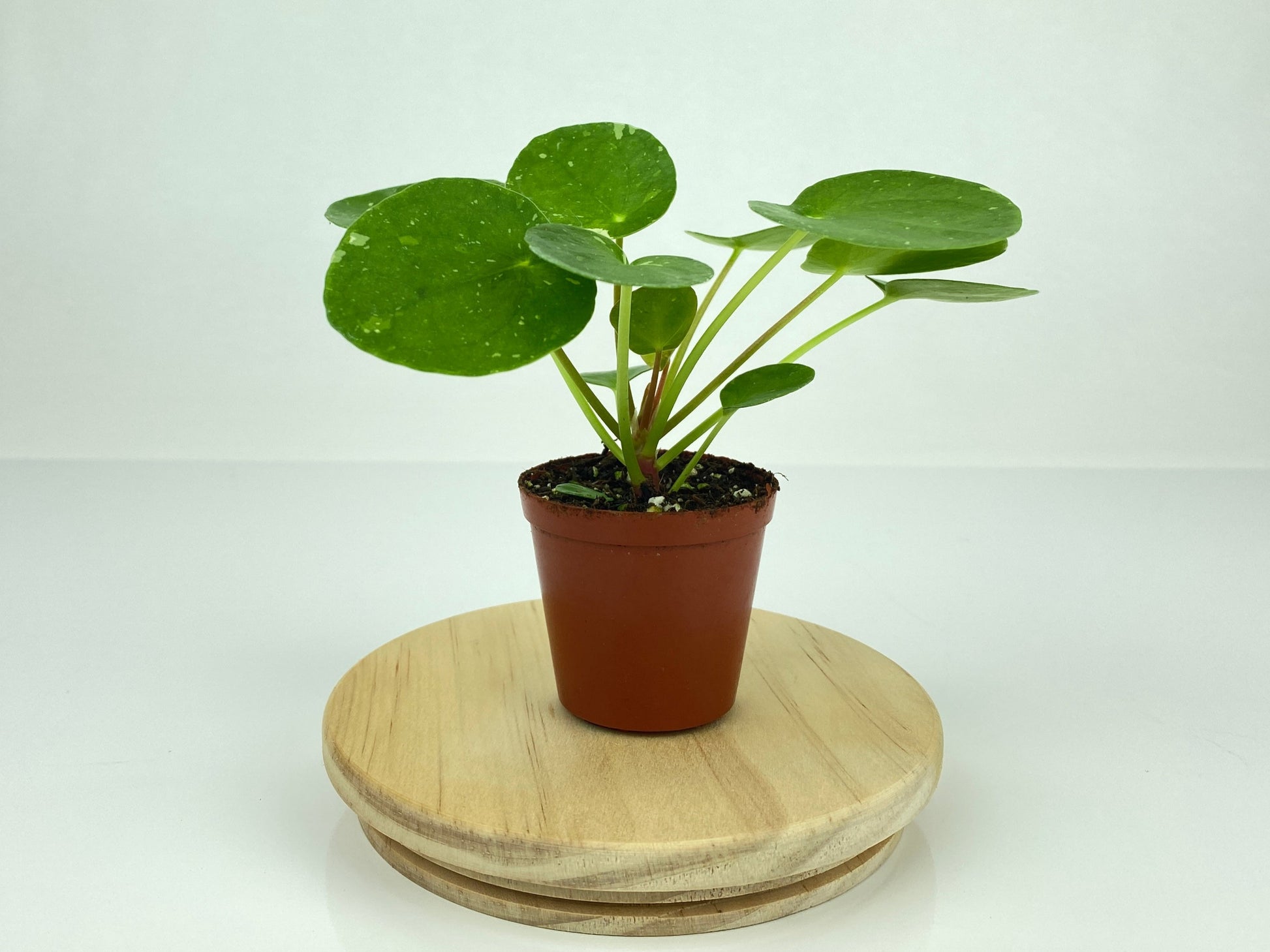 Variegated Pilea Peperomioides white splash