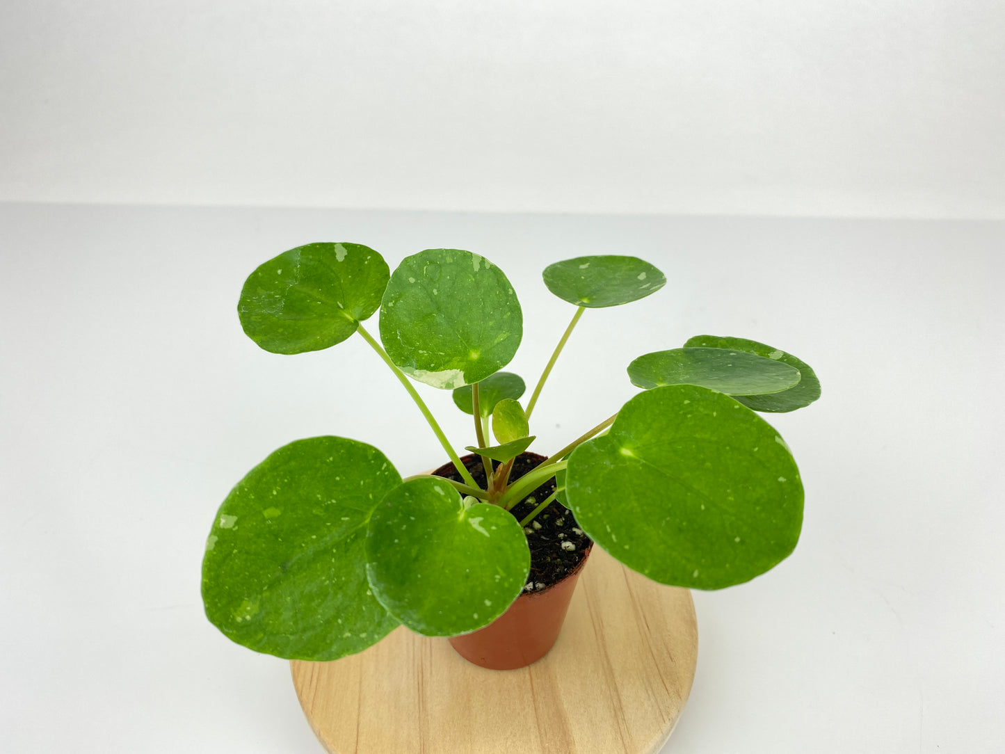 Variegated Pilea peperomioides 'White Splash' (2" Pot/Starter Plant)