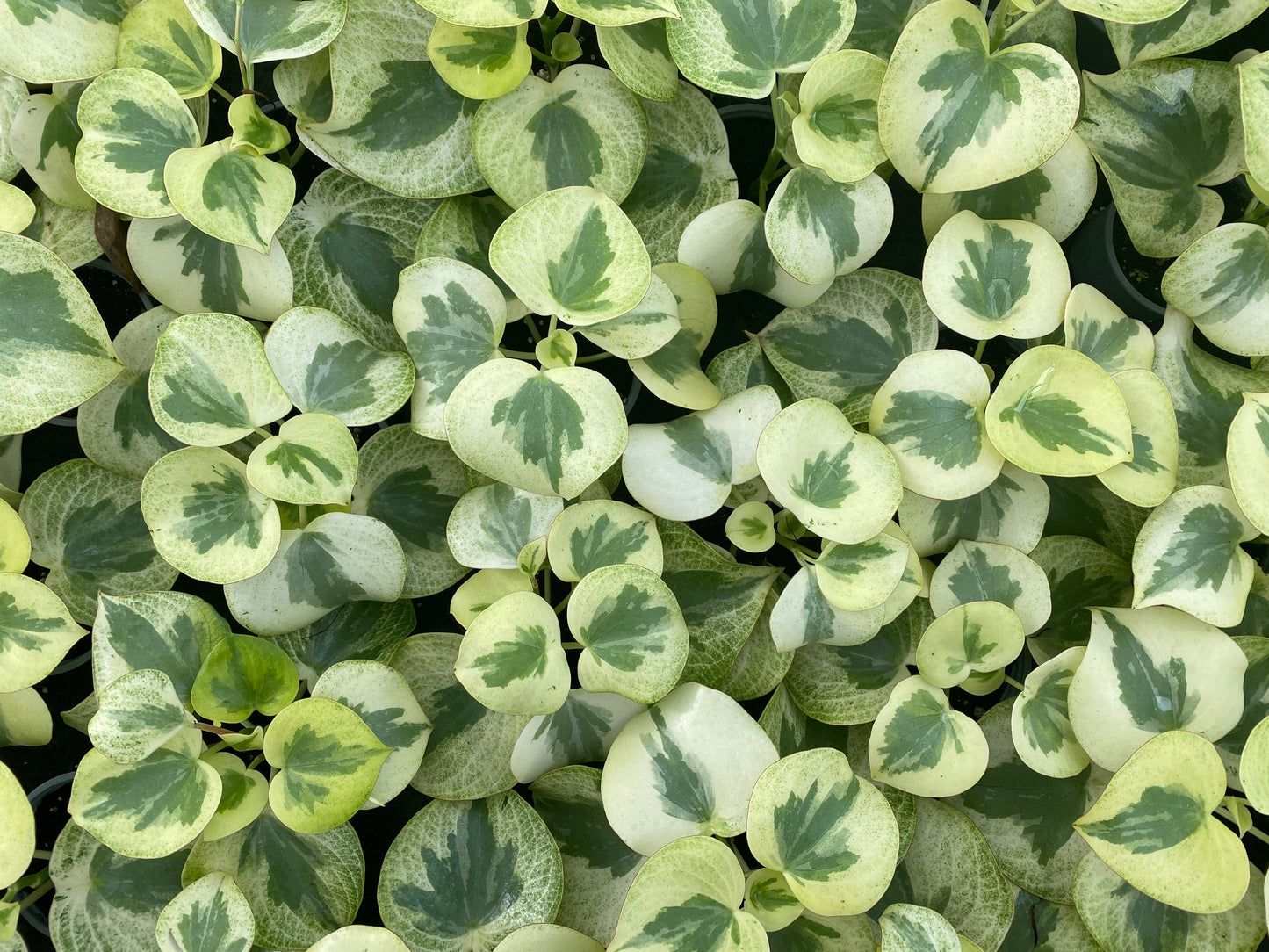 Variegated Raindrop Peperomia Verdant Flame Stable Variegation plants