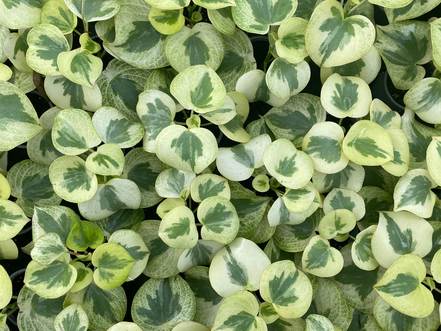 Variegated Raindrop Peperomia 'Verdant Flame' (Var. Peperomia Polybotrya) (4" Pot)