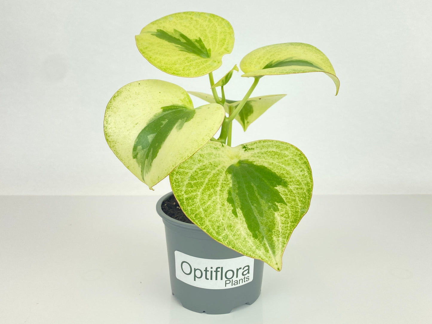 Variegated Raindrop Peperomia Verdant Flame