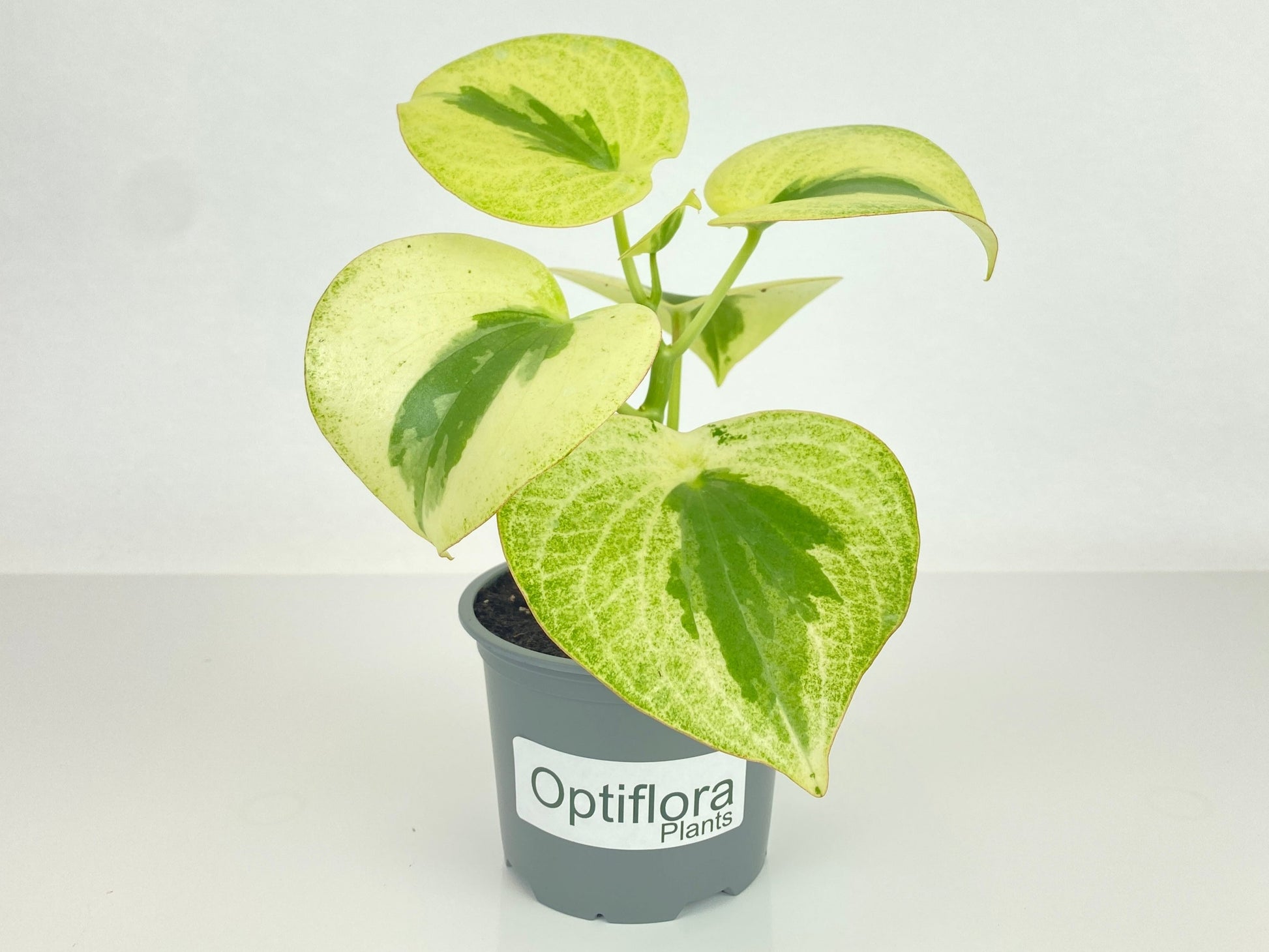 Variegated Raindrop Peperomia Verdant Flame