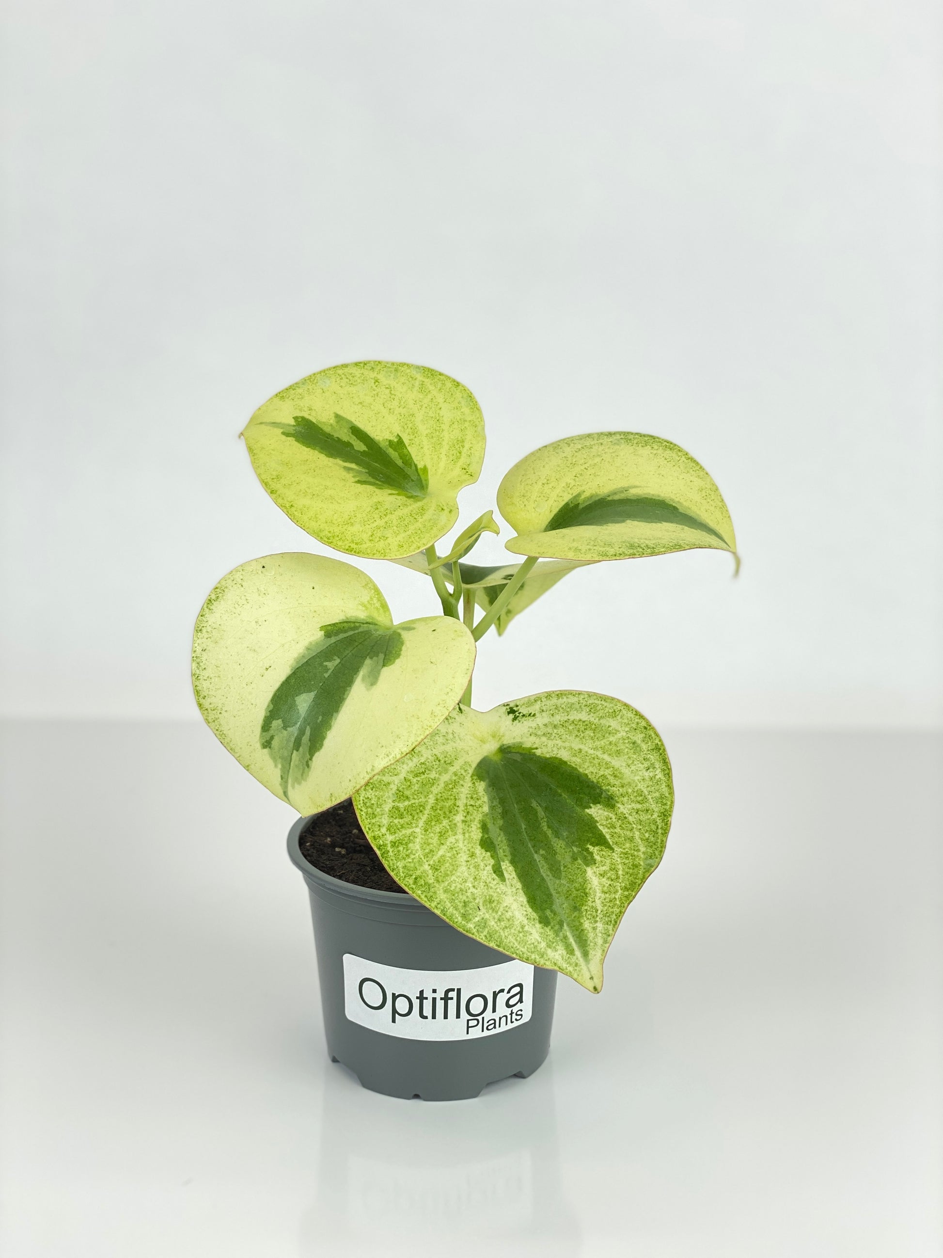 Variegated Raindrop Peperomia Verdant Flame