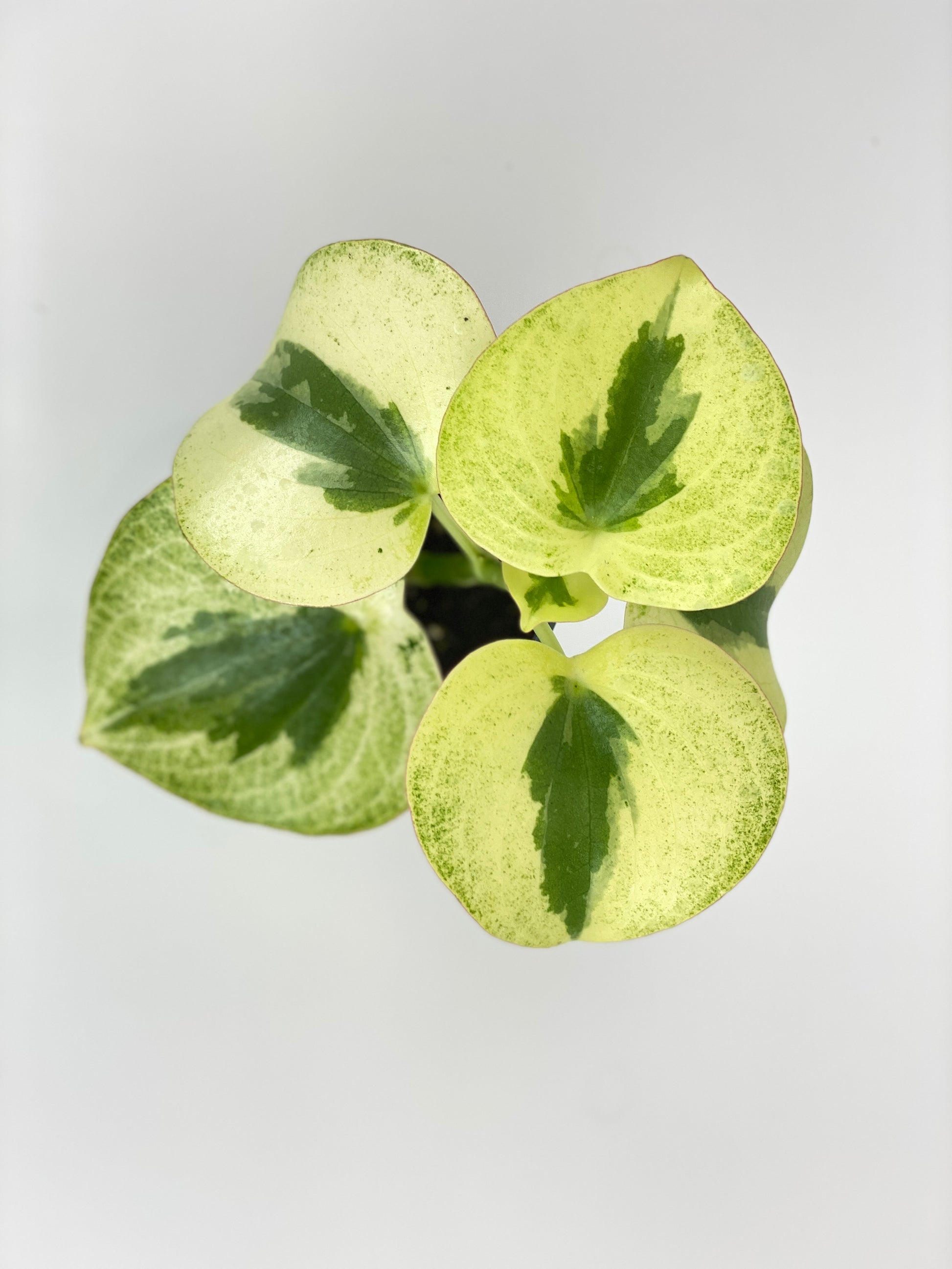 Variegated Raindrop Peperomia Verdant Flame