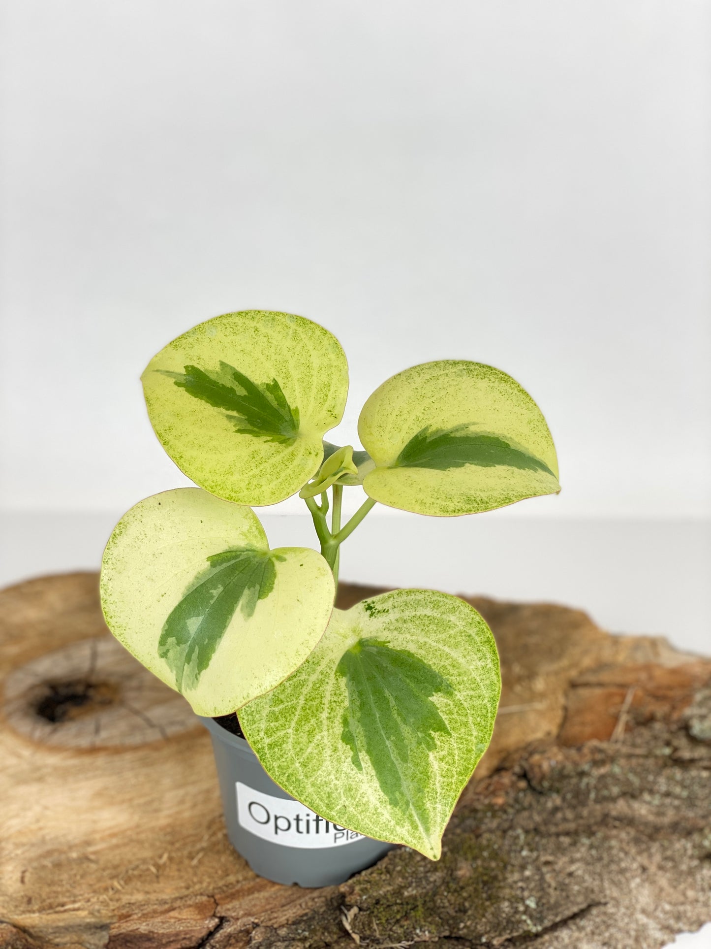 Variegated Raindrop Peperomia 'Verdant Flame' (Var. Peperomia Polybotrya) (4" Pot)