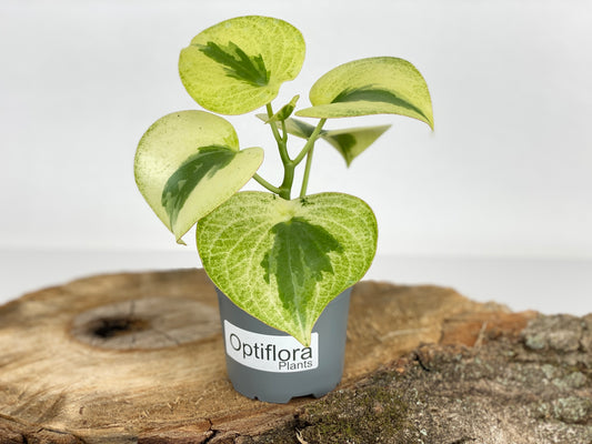 Variegated Raindrop Peperomia Verdant Flame