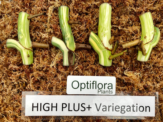 Variegated Monster Albo node Cuttings High Variegation