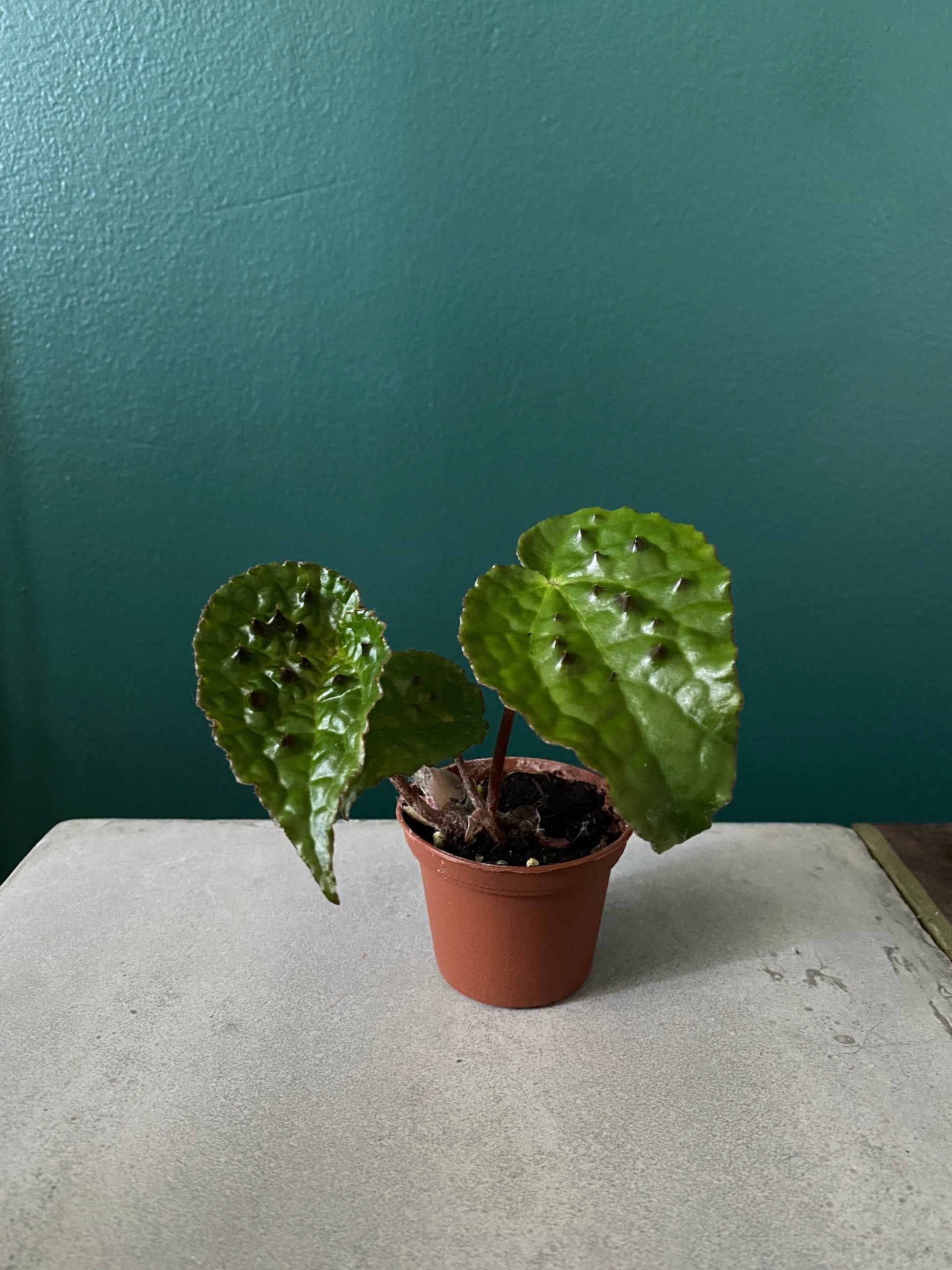 ferox begonia rooted