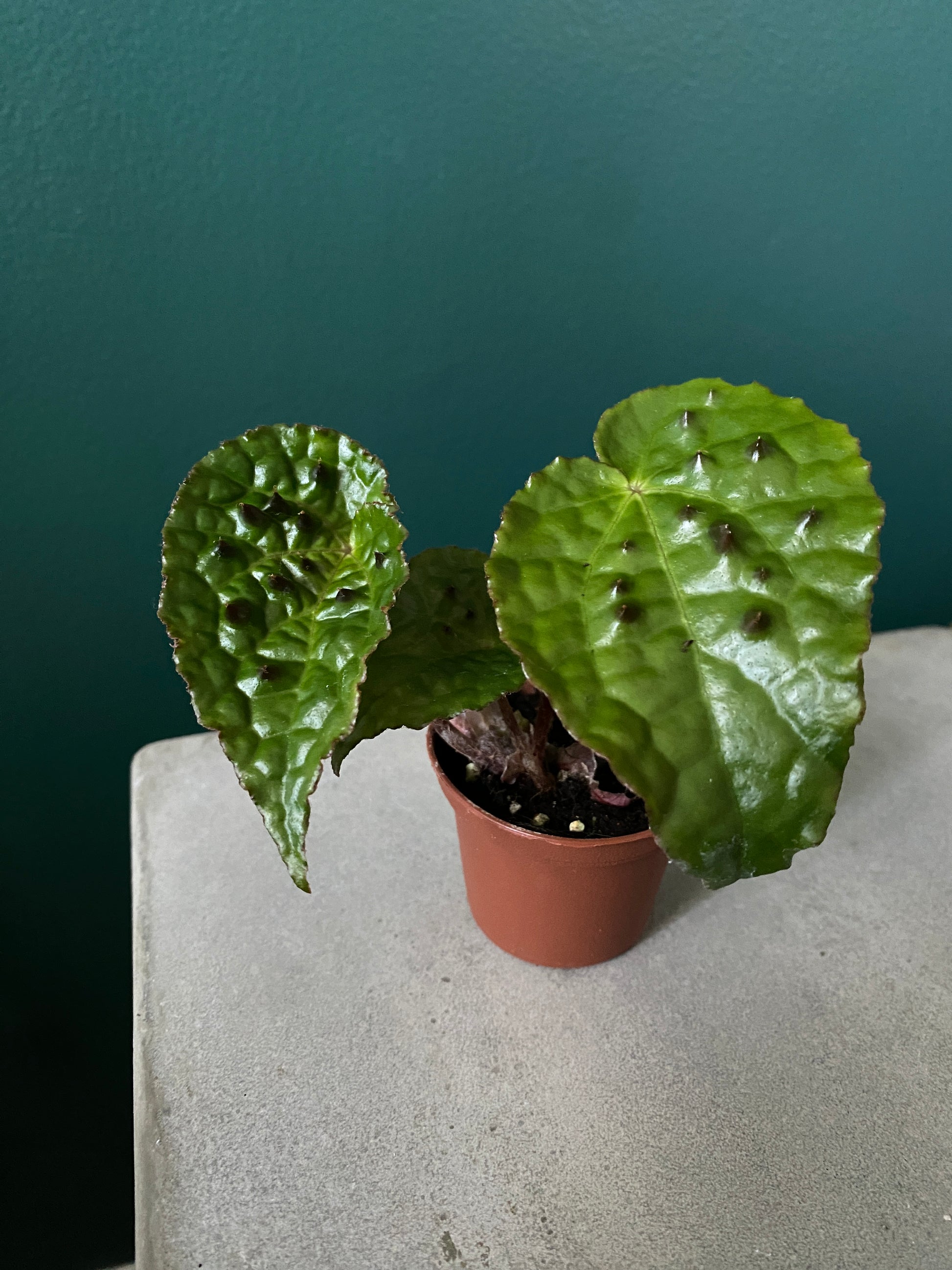 begonia ferox starter plant