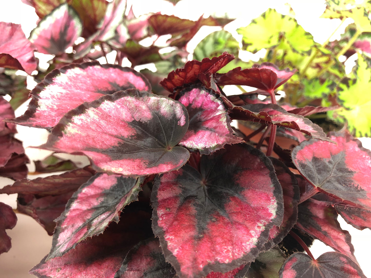 Tango Begonia