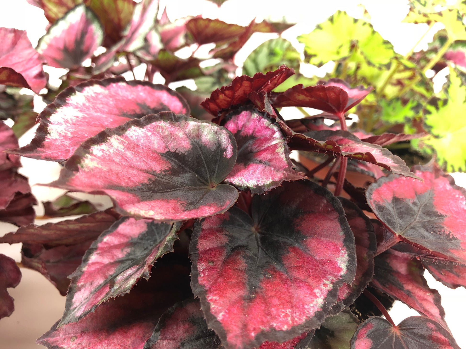 Tango Begonia