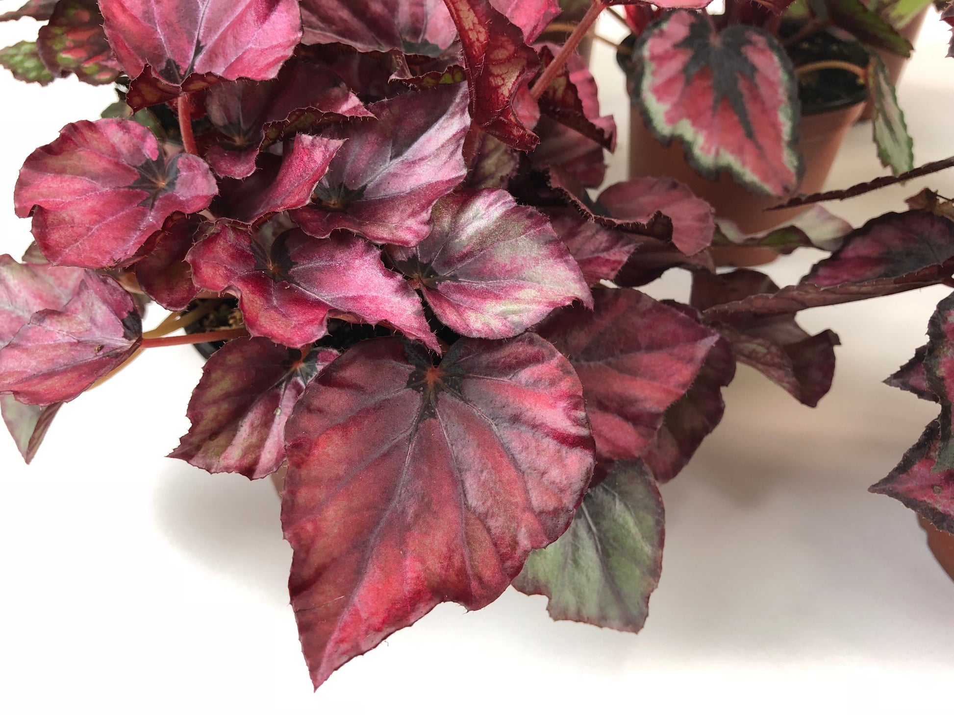 Red Bull Rex Begonia