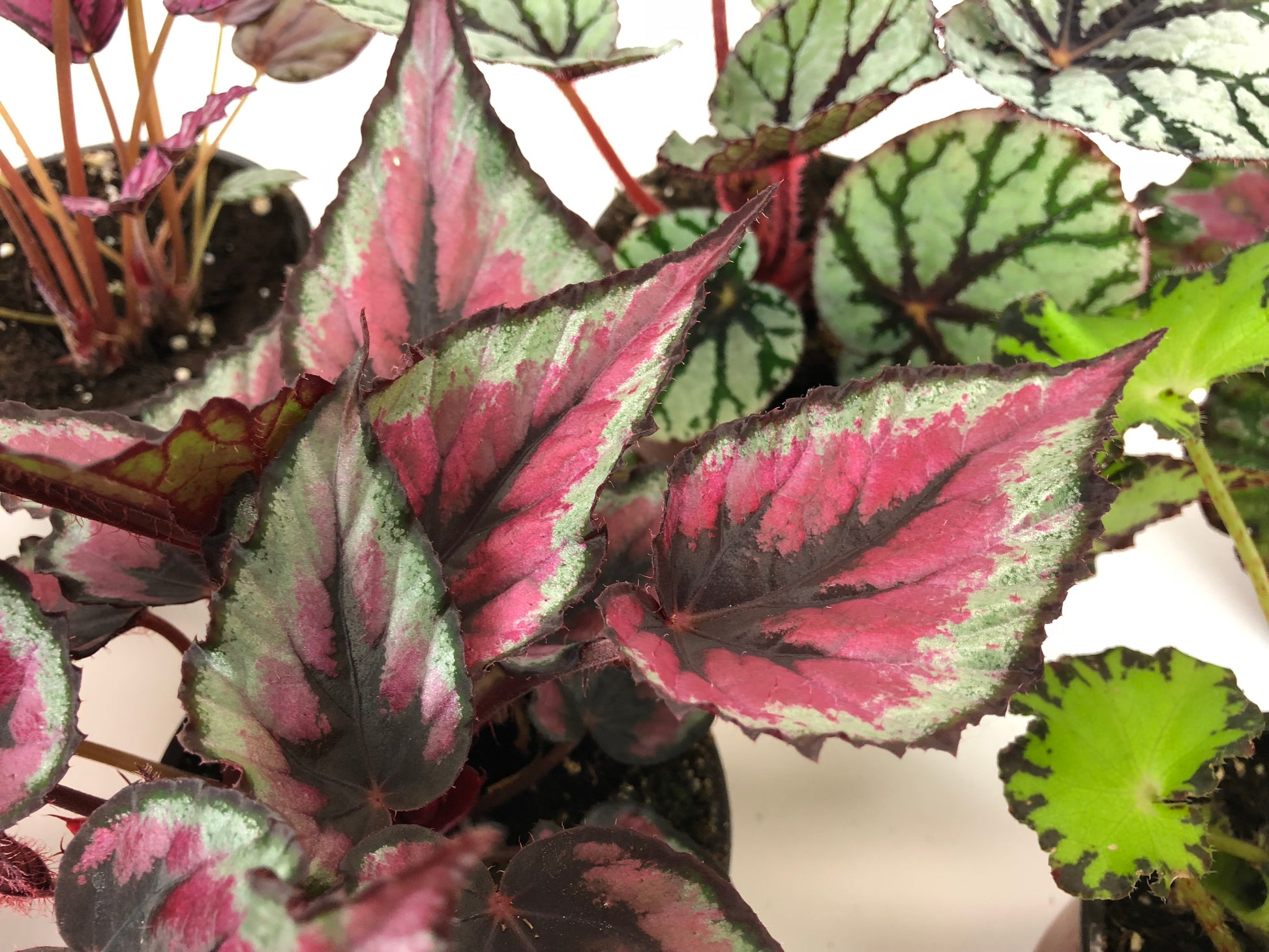 Salsa Rex Begonia