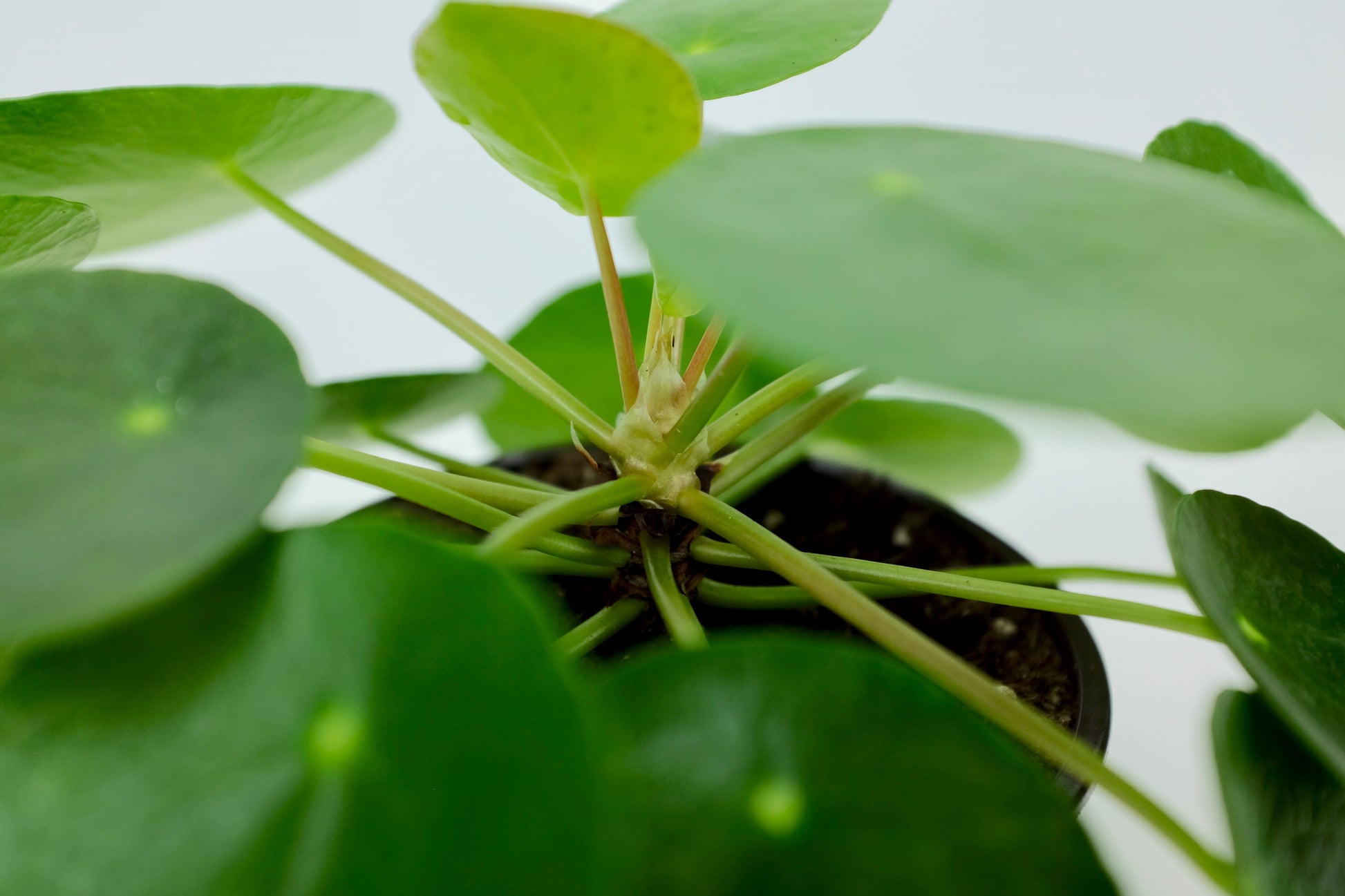Close up on pilea peperomioides trunk and leaves