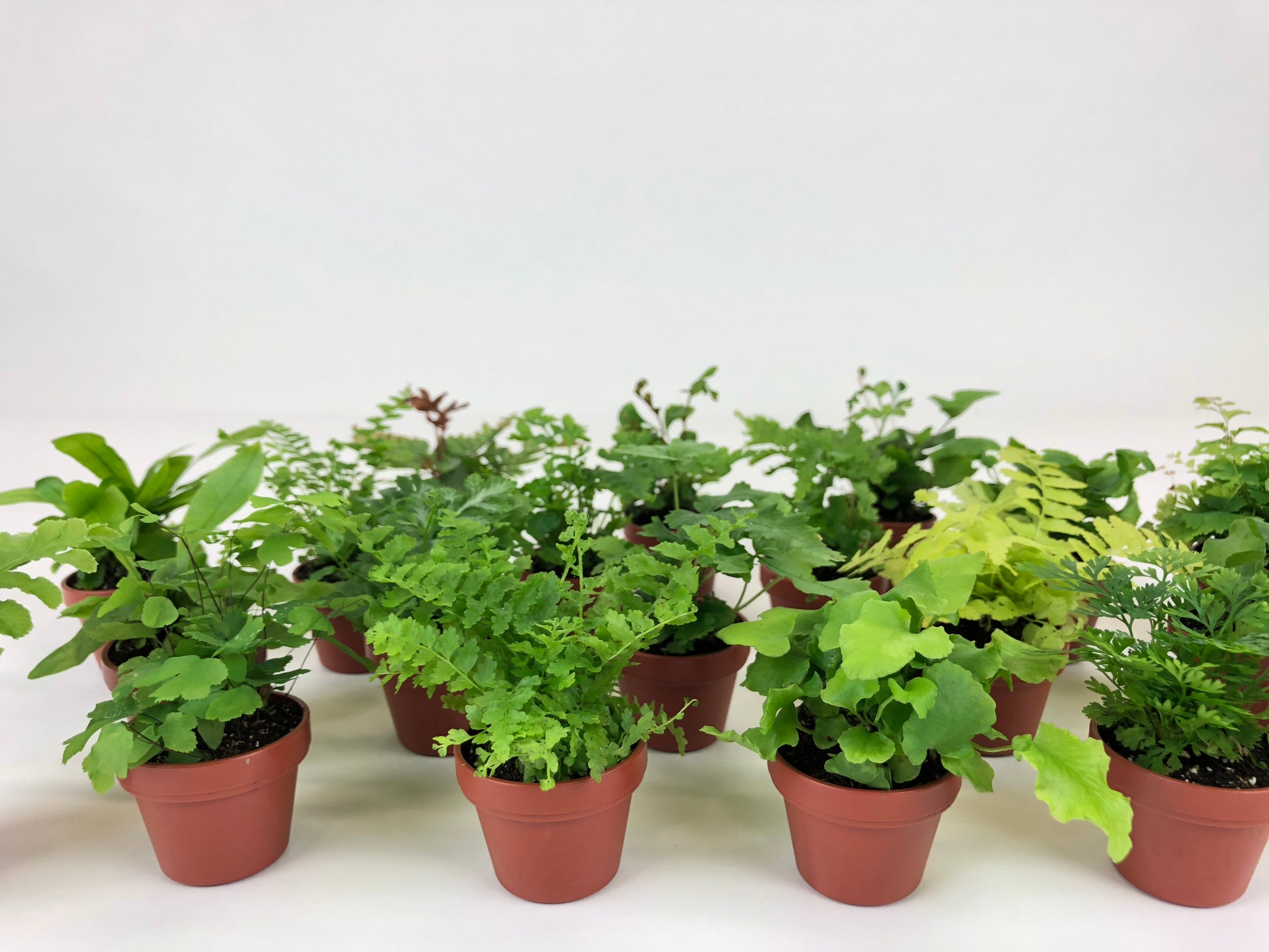 mini micro fern plants